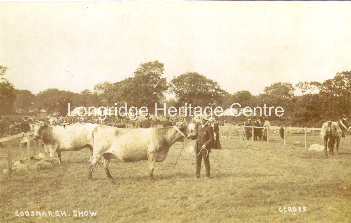 448A - Longridge Agricultural Show - Showing cattle - Unknown